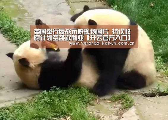 开云官方入口