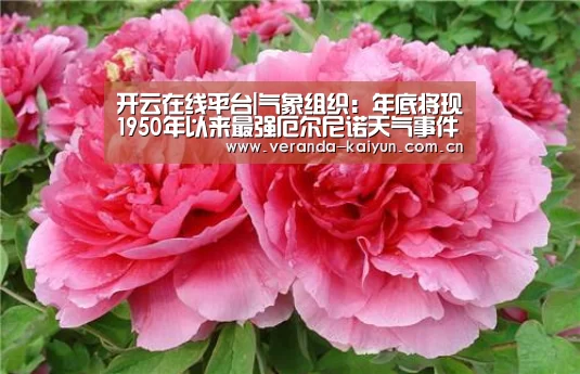 开云网页版