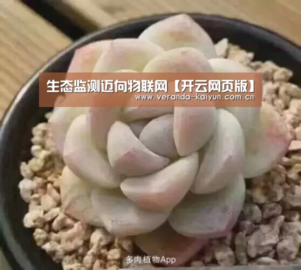开云在线平台