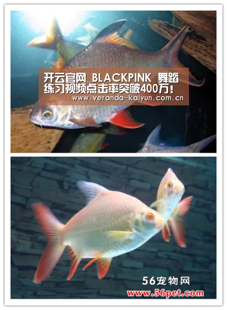 开云官网_BLACKPINK 舞蹈练习视频点击率突破400万!!再创新纪录!!(图2) 开云官方入口
